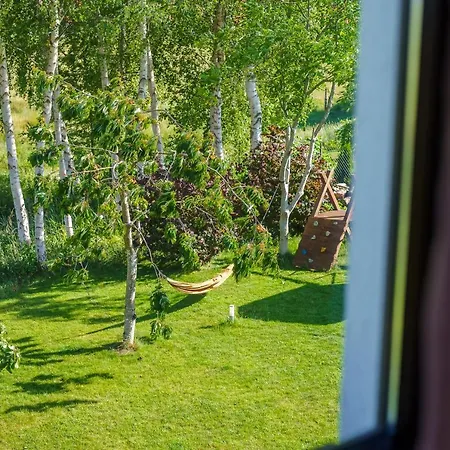 Betula *